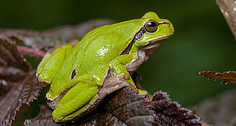 Ein leuchtend grüner Frosch, der auf einem dunkel gefärbten Blatt sitzt, umgeben von grünem Laub.