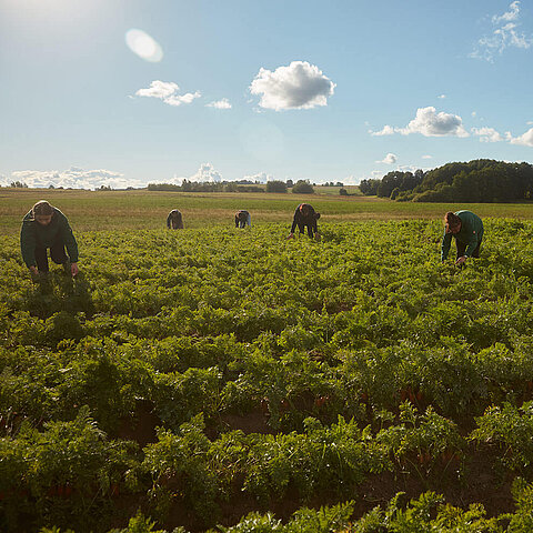Menschen arbeiten auf einem Feld mit grünen Pflanzen unter einem blauen Himmel mit weißen Wolken.