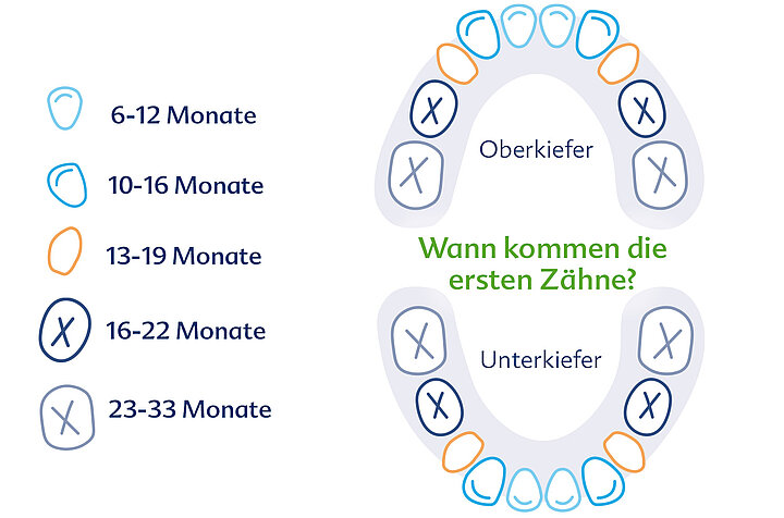 In Welcher Reihenfolge Kommen Die Zähnchen www.hipp.de