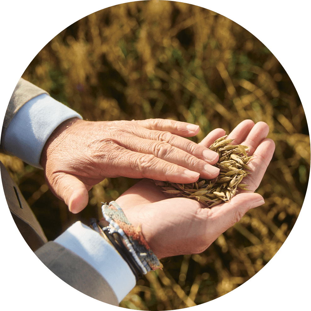 Eine Person hält eine Handvoll goldener Körner in der Hand, der Hintergrund eines Feldes ist unscharf.